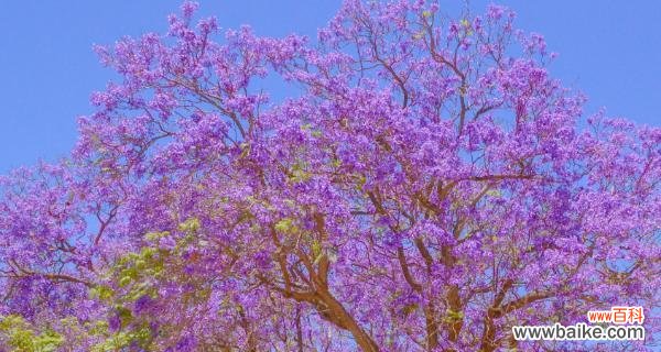 揭开蓝楹花所传达的情感与寓意 蓝楹花花语的深意与象征