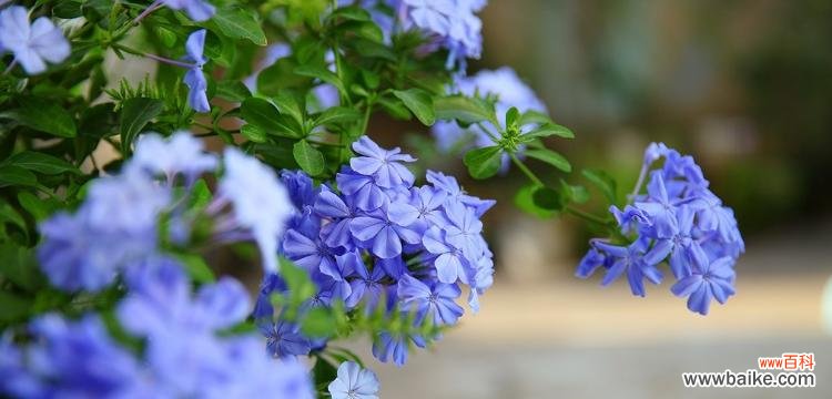 洁净冰清寒冷与坚韧 蓝雪花的花语与象征意义