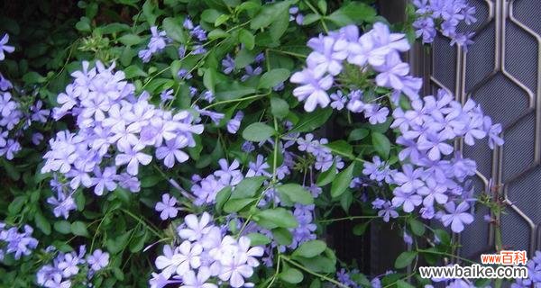 洁净冰清寒冷与坚韧 蓝雪花的花语与象征意义