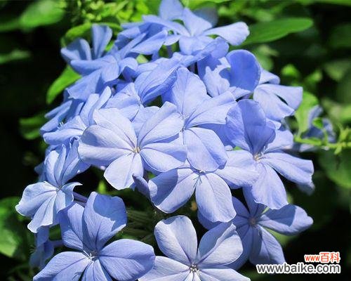 深寒中绽放的美丽 蓝雪花——寄托希望与祝福的花海