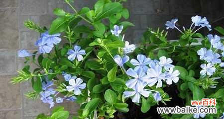 深寒中绽放的美丽 蓝雪花——寄托希望与祝福的花海