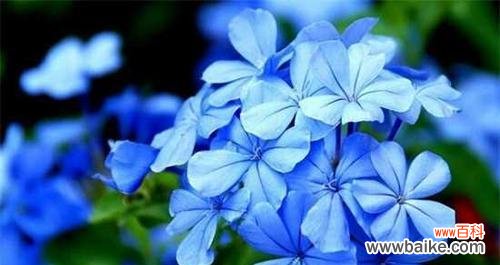 深寒中绽放的美丽 蓝雪花——寄托希望与祝福的花海