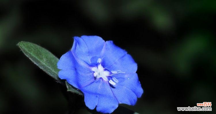 探寻蓝星花背后的情感与象征 蓝星花的花语与意义