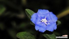 探寻蓝星花背后的情感与象征 蓝星花的花语与意义