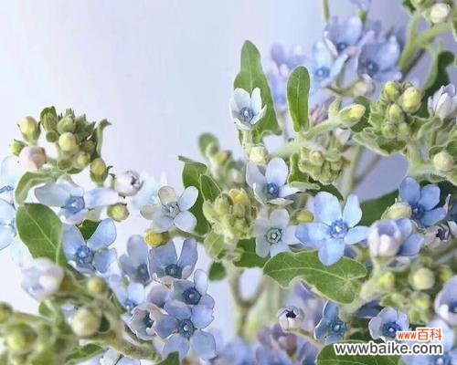 探寻蓝星花背后的情感与象征 蓝星花的花语与意义