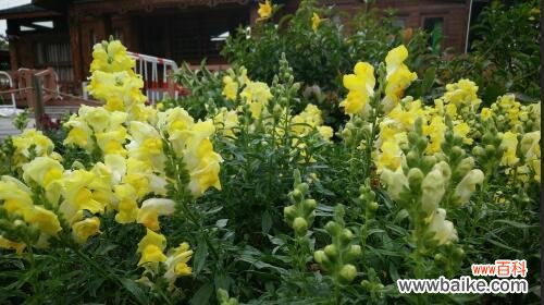 老虎花的寓意与传说 老虎花的花语——勇气与自信的象征