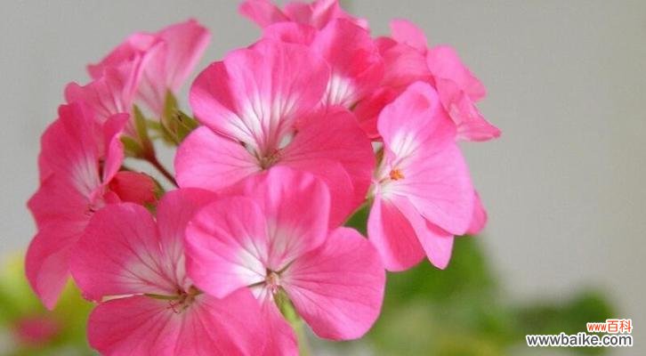 老虎花的寓意与传说 老虎花的花语——勇气与自信的象征