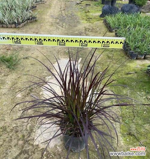 探索狼尾草背后的花语世界 狼尾草的花语和意义