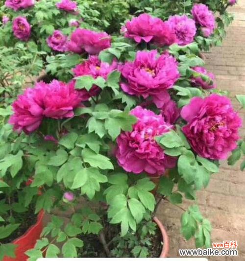 打造迷人花园 养护牡丹的要点