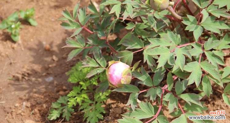 打造迷人花园 养护牡丹的要点