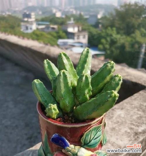 打造健康美丽的仙人掌家园 养仙人掌的注意事项与技巧