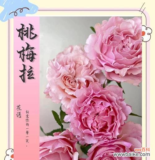 探索万年青花开的神奇力量 万年青花开，生生不息的寓意