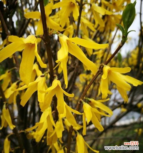 探索连翘花的神秘之处 连翘花的寓意与花语