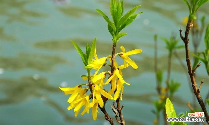 探索连翘花的神秘之处 连翘花的寓意与花语