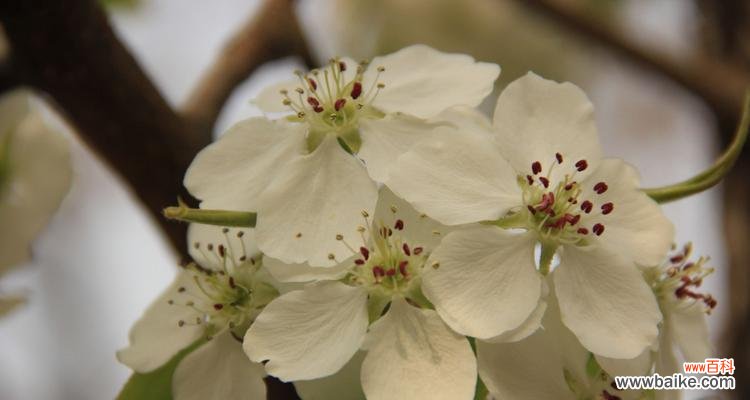 探究梨花传递的深刻寓意 解读梨花花语的意义