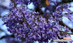 探索蓝楹树花语的深层含义与传统故事 蓝楹树花语的寓意及传说