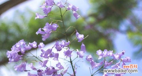 探索蓝楹树花语的深层含义与传统故事 蓝楹树花语的寓意及传说