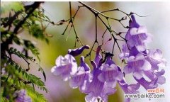 解读蓝楹花的花语与心灵沟通 蓝楹花语的含义及魅力