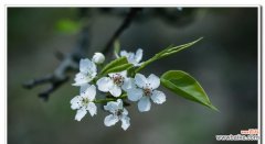 探寻梨花花语的美丽含义 梨花花语与象征意义