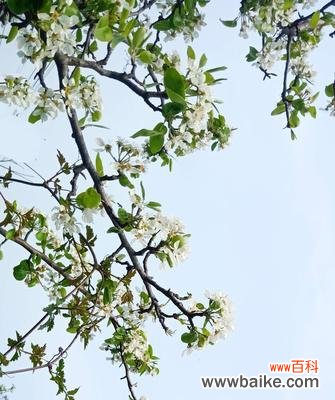 倾诉清雅的芬芳 梨花之美——花语与象征意义