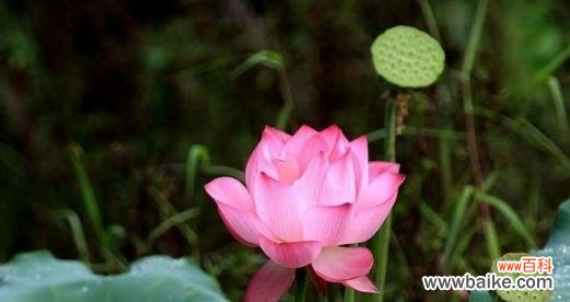 探寻莲花的花语 莲花花语的深意——美丽、坚韧与纯洁