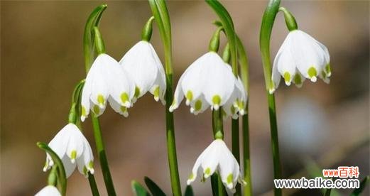 铃兰花语 铃兰花