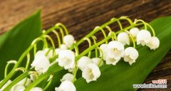 铃兰花语 铃兰花