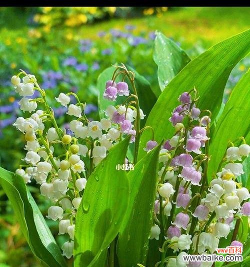 探索铃兰花的五彩人生 铃兰花语的寓意与魅力