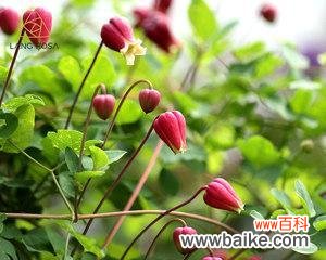 铃铛花花语的由来与象征意义 铃铛花花语的传承与意义