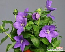 铃铛花花语的由来与象征意义 铃铛花花语的传承与意义