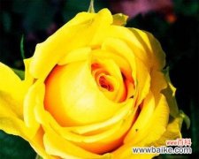 两朵黄玫瑰的寓意与传承 黄玫瑰的象征意义与传说