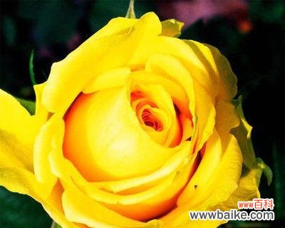 两朵黄玫瑰的寓意与传承 黄玫瑰的象征意义与传说