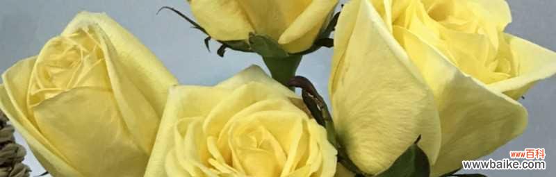 两朵黄玫瑰的寓意与传承 黄玫瑰的象征意义与传说