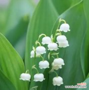 唤醒心灵的芬芳馈赠 幽谷铃兰花语