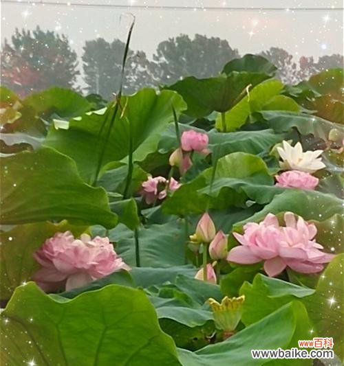 探寻荷花的深意 荷花的花语与意义