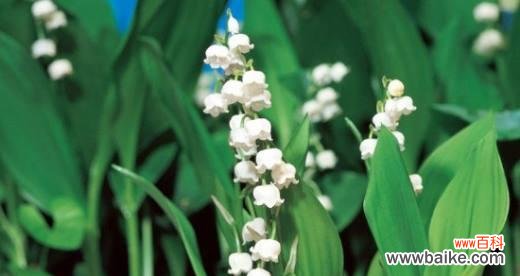 解读铃兰花的深刻内涵及其在人生中的重要意义 铃兰花的寓意与象征——美丽与坚韧