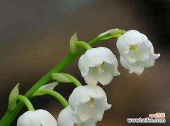 解读铃兰花的深刻内涵及其在人生中的重要意义 铃兰花的寓意与象征——美丽与坚韧