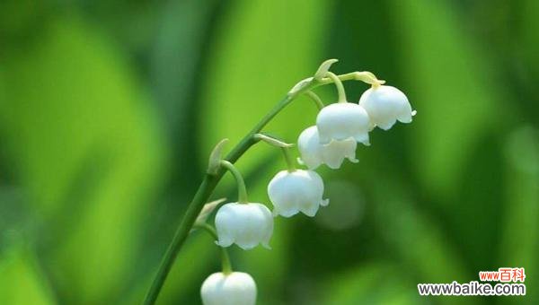 探索铃兰花语的深层涵义与感受 铃兰花语的含义及寓意