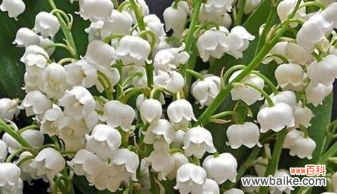 揭秘铃兰花的花语和神秘传说 铃兰花