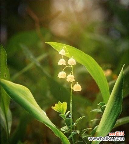 揭秘铃兰花的花语和神秘传说 铃兰花