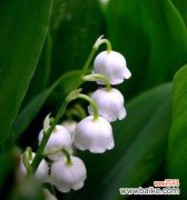 揭秘铃兰花的花语和神秘传说 铃兰花