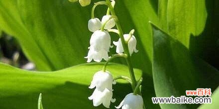 探寻铃兰花语 铃兰花语大全及其寓意