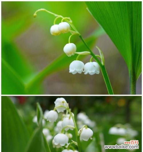 探寻铃兰花语 铃兰花语大全及其寓意