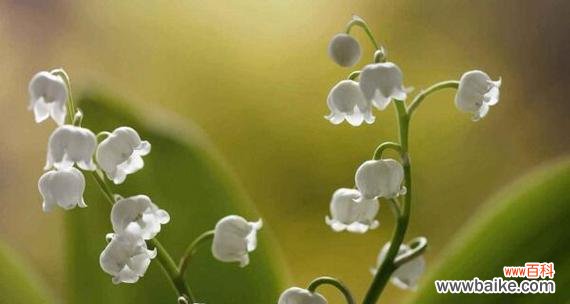 探寻铃兰花语 铃兰花语大全及其寓意