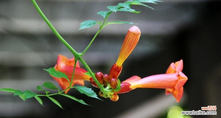 凌霄花的花语与象征 凌霄花——光明之花
