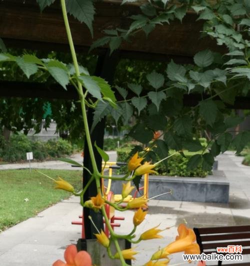 凌霄花的花语与象征 凌霄花——光明之花