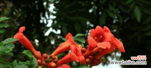 以凌霄花的花语为主题 凌霄花