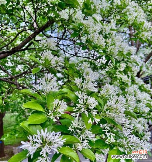 传递祝福与美好的流苏花语 流苏花的花语与象征意义