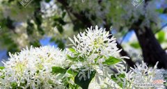 传递祝福与美好的流苏花语 流苏花的花语与象征意义