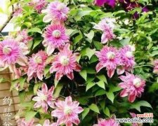 花语传达的情感与寓意 流苏花的花语